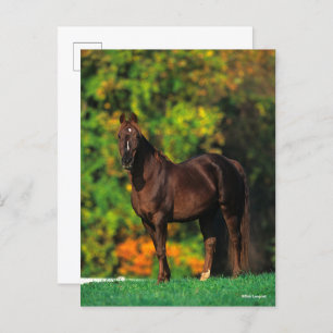 Bob Langrish Rocky Mountain Pferd Stehend Herbst Postkarte