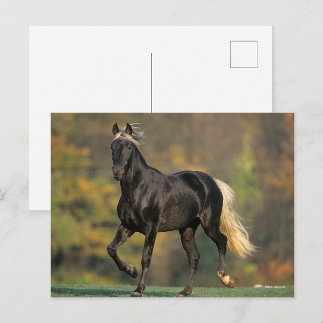 Bob Langrish | Rocky Mountain Pferde Herbst Postkarte (Vorne/Hinten)
