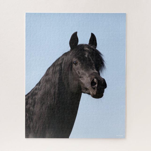 Bob Langrish | Schwarzer Arabischer Stallion-Heads (Vertikal)