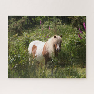 Bob Langrish Shetland Pony Stehend in Blume