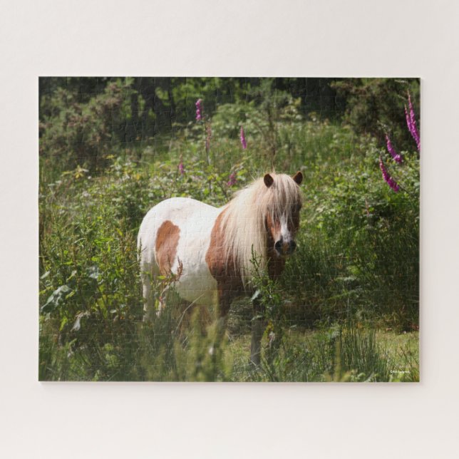 Bob Langrish | Shetland Pony Stehend in Blume (Horizontal)