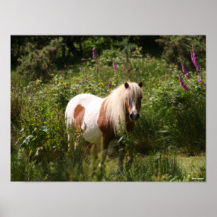 Bob Langrish Shetland Pony Stehend in Blume Poster