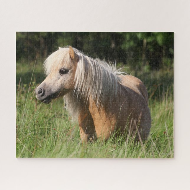 Bob Langrish Shetland Pony Stehend in Long Grass (Horizontal)