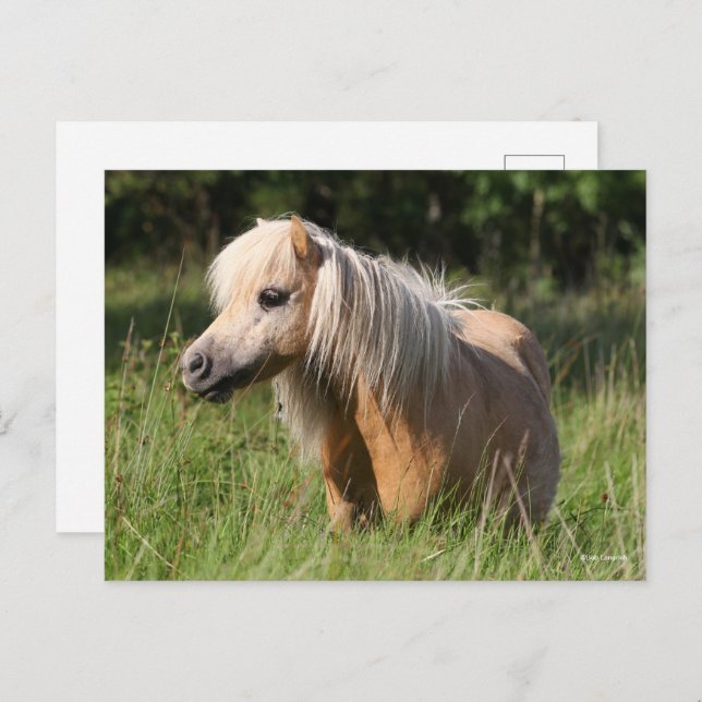 Bob Langrish Shetland Pony Stehend in Long Grass Postkarte (Vorne/Hinten)