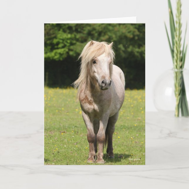 Bob Langrish | Shetland Pony Stehend Karte (Vorderseite)