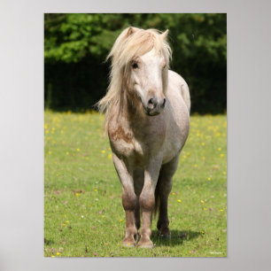 Bob Langrish Shetland Pony Stehend Poster