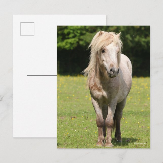 Bob Langrish | Shetland Pony Stehend Postkarte (Vorne/Hinten)
