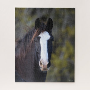 Bob Langrish Shire Horse Headshot