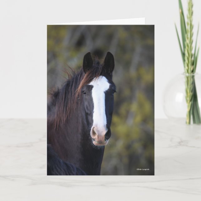 Bob Langrish | Shire Horse Headshot Karte (Vorderseite)