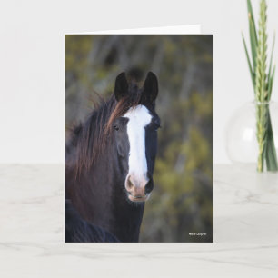 Bob Langrish   Shire Horse Headshot Karte