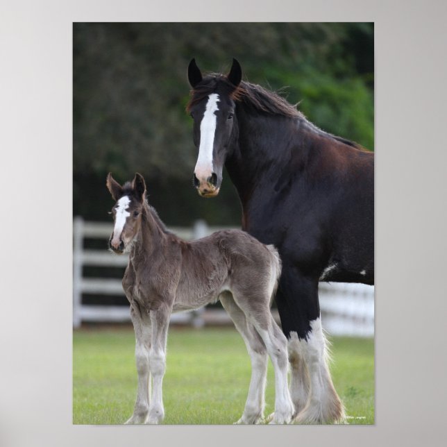 Bob Langrish | Shire Horse Mare and Foal Stehend Poster (Vorne)