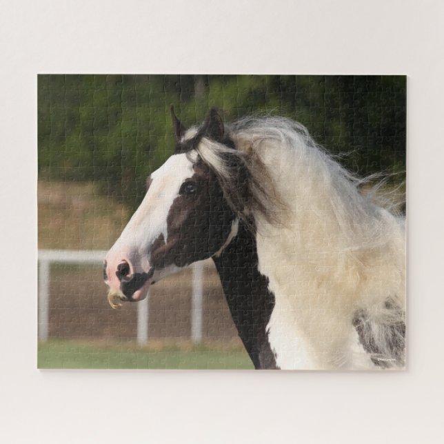 Bob Langrish | Sinti und Roma Vanner Headshot (Horizontal)