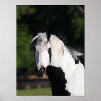 Bob Langrish | Sinti und Roma Vanner Horse Headsho