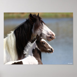 Bob Langrish Sinti und Roma Vanner Mare and Foal Poster
