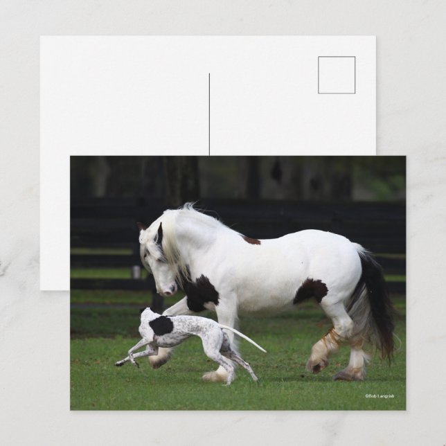Bob Langrish Sinti und Roma Vanner und Hund laufen Postkarte (Vorne/Hinten)