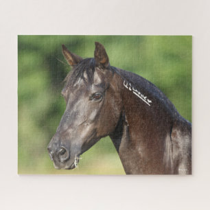 Bob Langrish Spanish Mustang Mare Headshot