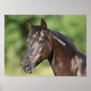 Bob Langrish   Spanish Mustang Mare Headshot Poster