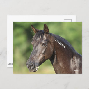 Bob Langrish Spanish Mustang Mare Headshot Postkarte