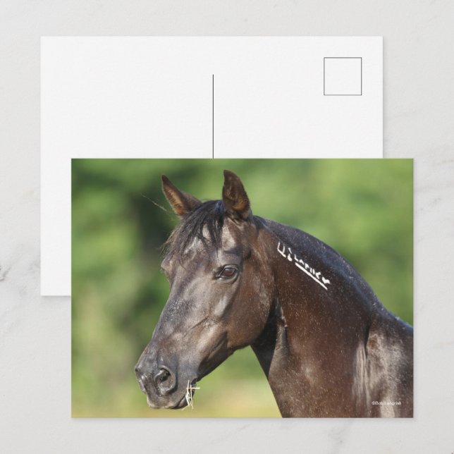 Bob Langrish | Spanish Mustang Mare Headshot Postkarte (Vorne/Hinten)