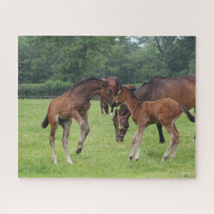 Bob Langrish Sport Horse Foals Playing