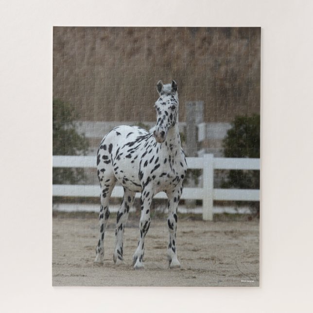 Bob Langrish | Spotty Appaloosa Friesian Stehend (Vertikal)