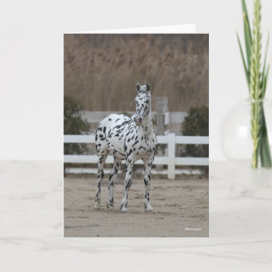 Bob Langrish   Spotty Appaloosa Friesian Stehend Karte