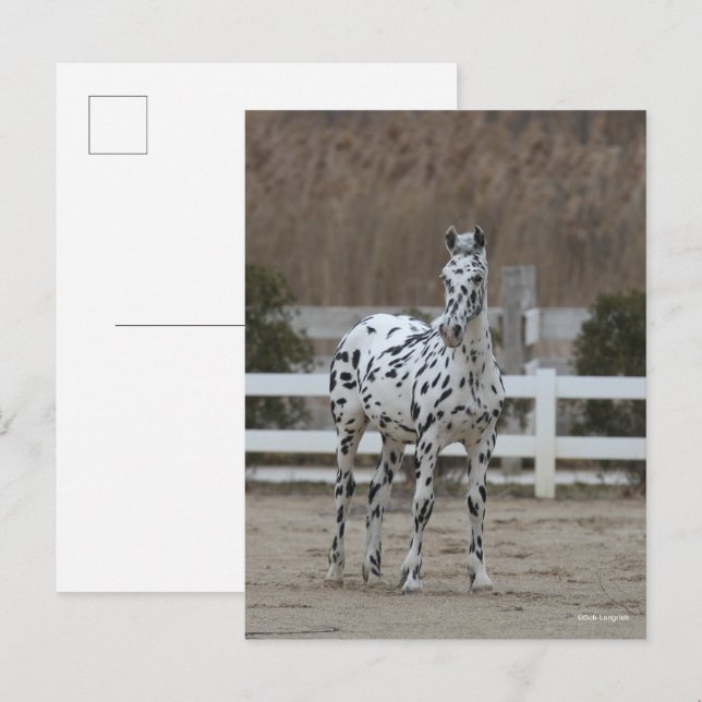 Bob Langrish | Spotty Appaloosa Friesian Stehend Postkarte (Vorne/Hinten)