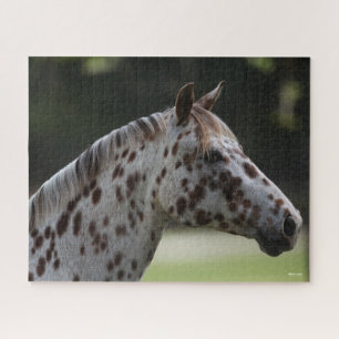 Bob Langrish Spotty Appaloosa Headshot