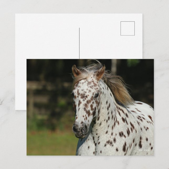 Bob Langrish | Spotty Pony America Headshot Postkarte (Vorne/Hinten)