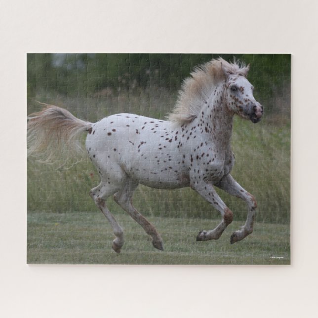Bob Langrish | Spotty Pony in Amerika läuft (Horizontal)