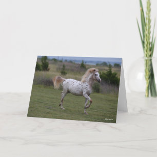 Bob Langrish Spotty Pony of America Karte