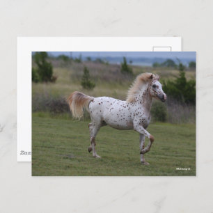 Bob Langrish   Spotty Pony of America Postkarte