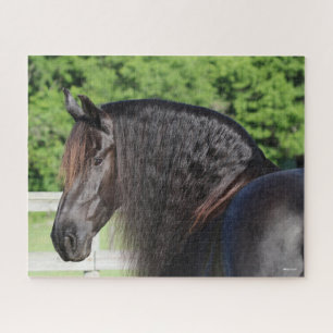 Bob Langrish   Stehender Kopfschuss von Friesian H