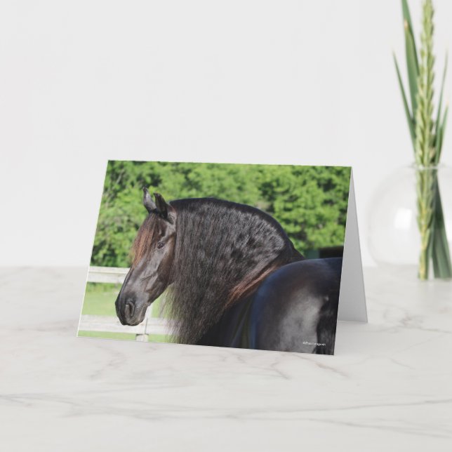 Bob Langrish | Stehender Kopfschuss von Friesian H Karte (Vorderseite)