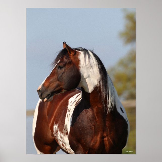Bob Langrish Tobiano Paint Horse Stallion Kopfschu Poster (Vorne)
