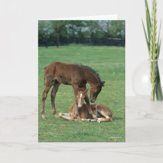 Bob Langrish | Two Morgan Horse Foals Playing Karte (Vorderseite)