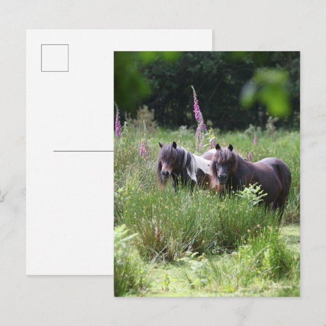 Bob Langrish Two Shetland Ponies Standing Together Postkarte (Vorne/Hinten)