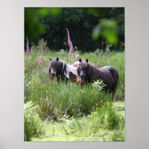 Bob Langrish Two Shetland Ponies Stehend Poster