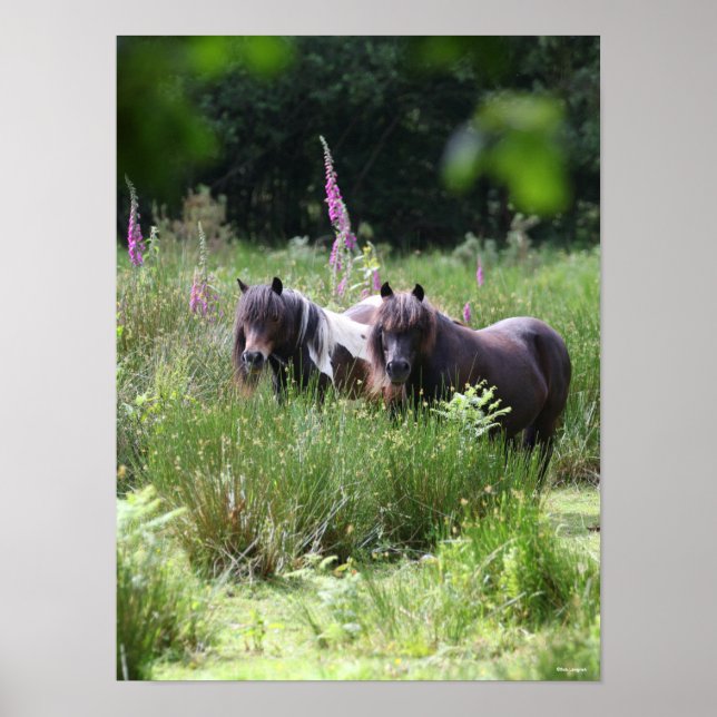 Bob Langrish Two Shetland Ponies Stehend Poster (Vorne)