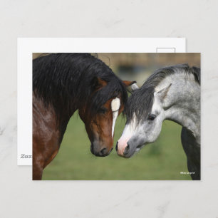 Bob Langrish Two Welsh Ponies Meeting Postkarte