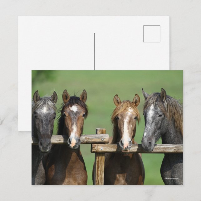 Bob Langrish | Vier andalusische Youngstock auf Za Postkarte (Vorne/Hinten)