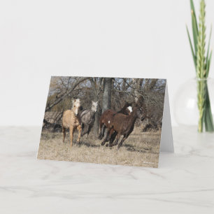 Bob Langrish Vier Bashkir Curly Pferde laufen Karte