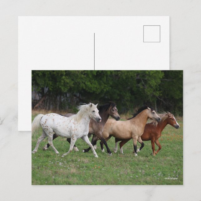 Bob Langrish | Vier Ponys, die zusammenlaufen Postkarte (Vorne/Hinten)