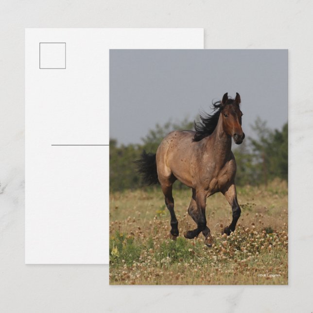 Bob Langrish | Viertelpferd in Blume Postkarte (Vorne/Hinten)