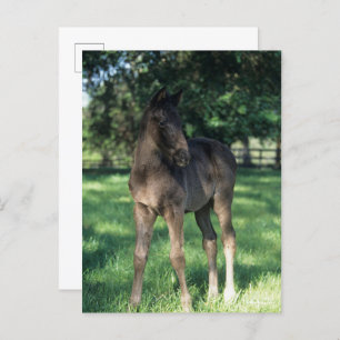 Bob Langrish Vollblütenfohlen Stehend im Feld Postkarte