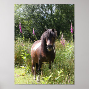 Bob Langrish Von Blume Stehendes Shetland Pony Poster