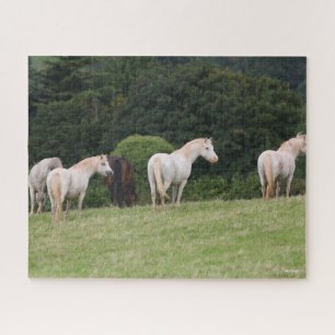 Bob Langrish Vor Ort Stehende walisische Ponys