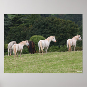 Bob Langrish Vor Ort Stehende walisische Ponys Poster