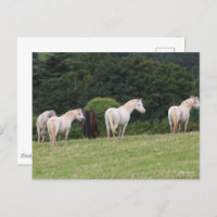 Bob Langrish | Vor Ort Stehende walisische Ponys