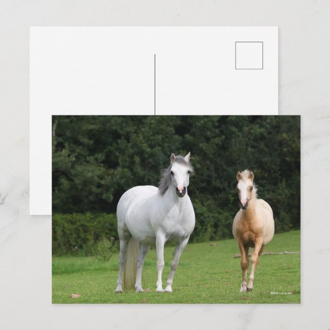 Bob Langrish | Walisische Pony Mare und Foal Postkarte (Vorne/Hinten)
